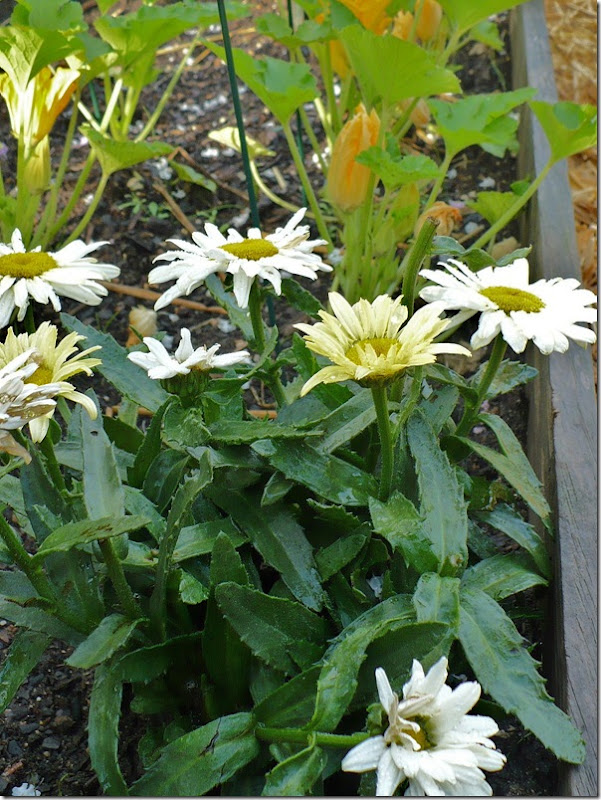 Mixing It Up In The Vegetable Garden A Cultivated Nest